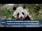 FORSCHER ENTHÜLLEN: Neue Entdeckung - Pandas lebten vor Millionen Jahren auch in Deutschland!