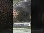 Elephants enjoy swimming in pond to beat scorching heat in western India