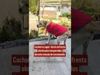 Cachorro super-herói enfrenta obstáculos inesperados durante missão de encomenda