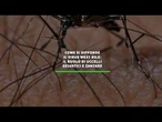 Come si diffonde il virus West Nile: il ruolo di uccelli selvatici e zanzare