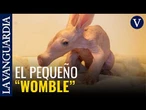 La cría de oso hormiguero “Womble” se acostumbra a su nuevo entorno en Inglaterra
