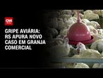 Brasil tem gripe aviária em ave silvestre e apura caso em granja comercial | CNN NOVO DIA