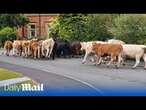 Herd of 45 cows push their way out of field and go on rampage in quiet residential street