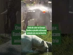 Onda de calor na Europa: Banhos e picolés refrescam animais em zoo na Áustria