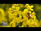 Why bees are the buzz for a thriving ecosystem | Nightly News: Kids Edition