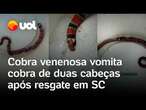 Cobra venenosa come e depois vomita cobra de duas cabeças em SC; vídeo flagra o momento; veja