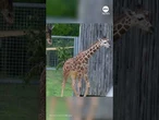 Giraffe calf takes first steps outside
