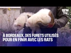 Bordeaux: des furets utilisés pour dératiser les abords d'une résidence