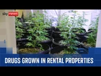 Cannabis farms increasingly being found in rented properties, police say