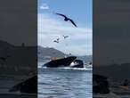 Humpback whale causes kayakers to capsize