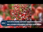 WEIHNACHTSINSEL: Das große Krabbeln - Millionen Krabben auf dem Weg zum Meer