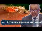 WHO: Ägypten offiziell frei von Malaria! | Die gute Nachricht