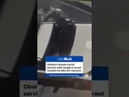 Obama's female secret service staff caught in brawl