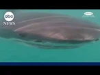 Marine researchers capture rare video of great white off Rhode Island