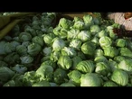 Iceberg lettuce supplier being investigated by FDA as source of cyclosporiasis outbreak