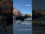 MOOSE ON THE LOOSE: Police were spotted chasing the wild animal through town #shorts #new #viral