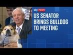 US Senator brings bulldog to meeting to share her 'testimony'