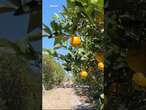 This disease is killing citrus trees - raising prices and putting Florida groves in danger.