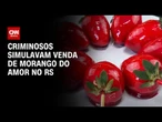 Golpe do morango do amor: criminosos simulavam venda do doce no RS | CNN NOVO DIA