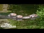Footage of rare giant otter pups at Chester zoo