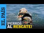 VERANO | Torre del Mar presenta su patrulla canina de rescate marítimo | EL PAÍS