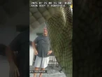 SAFETY FIRST!: Gator goes for a dip then buckles up for a car ride #alligator #shorts #florida