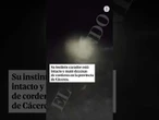 Graban a Níscalo, un lince ibérico protegido, en plena caza de corderos #LinceIbérico #Caza