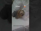 Tutora levanta travesseiro e descobre segredo escondido pela cachorrinha
