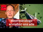 Nach „chaotischer” Walrettung ermahnt Meeresbiologe uns alle