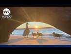 Family of ducks photobomb beautiful sunset shot