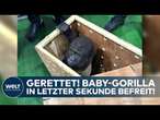 TÜRKEI: Gorillababy geschmuggelt! Fahnder in Istanbul machen herzzerreißenden Fund in Holzkiste!