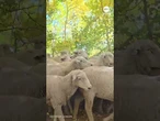 Scenic drive through Utah mountains blocked by ‘endless sea’ of sheep