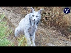 Captan en vídeo la imagen de un atípico ejemplar de lince ibérico