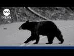 Hiker survives grizzly bear attack: 'I thought...this is it'