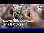 Des lapins avec des tentacules sur le tête aperçus dans le Colorado