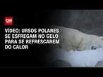 Ursos polares se esfregam no gelo para se refrescarem do calor em Praga | CNN BRASIL