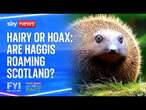 FYI: Are Haggises roaming Scotland?