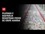 Austrália e Filipinas registram novos focos de gripe aviária | CNN AGRO NEWS