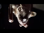 ‘I got a taste of it’: Bat flies into woman’s mouth in Arizona