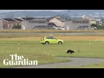 Bear on runway halts flights at Japanese airport