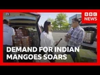 Demand for Indian mangoes soar as cargo fees rise | BBC News