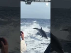 Pod of jumping dolphins thrills onlookers
