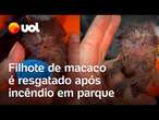 Filhote de macaco é resgatado após incêndio em parque de Araguari, em Minas Gerais; veja vídeo