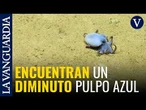 Descubren un pequeño pulpo azul en el archipiélago ecuatoriano de Galápagos