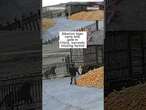 Siberian tiger rams into gate in China, narrowly missing farmer