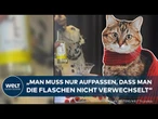 NEUSEELAND: Prost, Mieze! Jetzt trinken auch Haustiere Wein!