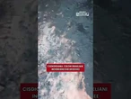Cisgiordania, coloni israeliani incendiano due moschee