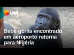 Bebê gorila encontrado no aeroporto de Istambul vai retornar à Nigéria