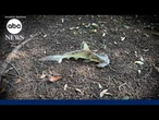 Hammerhead shark falls from sky onto South Carolina disc golf course