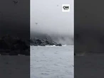 Leões-marinhos tentam se salvar em meio a terremoto na Rússia; veja momento
